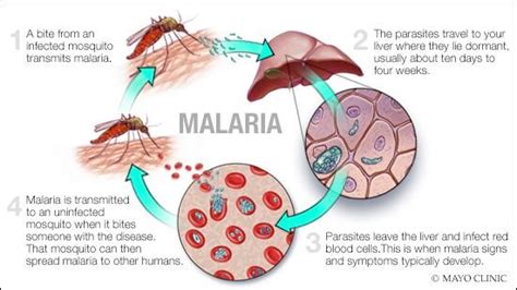 R21 Matrix M Malaria Vaccine INSIGHTS IAS Simplifying UPSC IAS Exam