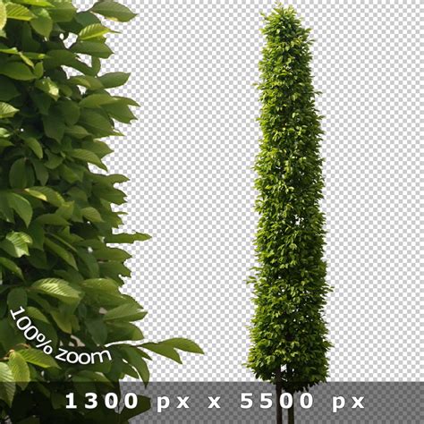 Cutout Trees V Architecture Visualization