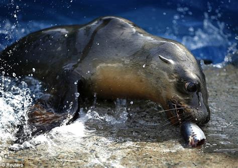 Hundreds Of Undernourished Sea Lion Pups Rescued From California Coast