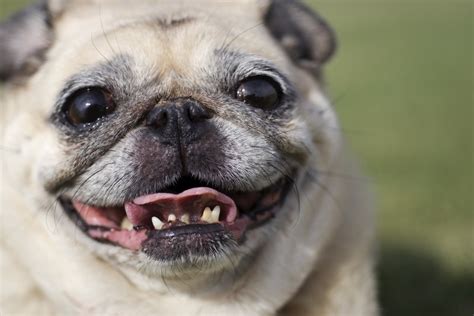 How To Brush Your Dogs Teeth In 4 Easy Steps