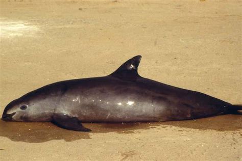 M Xico Vaquita Marina En Riesgo Por Derrame De Cido Sulf Rico De