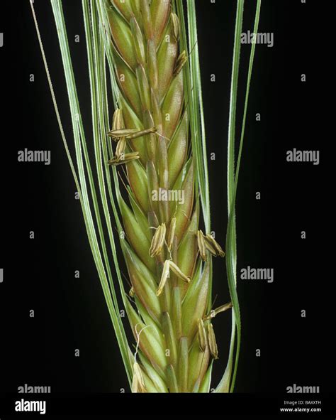 Two Row Malting Barley Ear In Flower With Anthers Developed Stock Photo