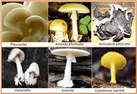 Biologi Gonzaga Kapang Jamur