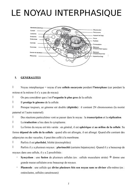 Ch2 Le Noyau Interphasique LE NOYAU INTERPHASIQUE I GENERALITES