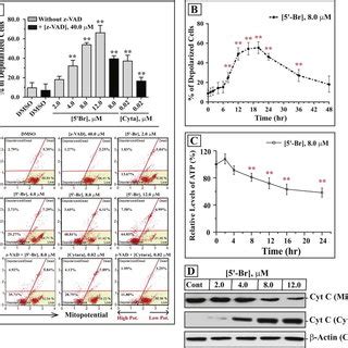 5 Br Induces A Cell Cycle Arrest At G0 G1 Phase In HL 60 Cells A In