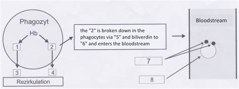 Blood Figure 2 The Breakdown Of Hemoglobin In The Phagocytes Diagram