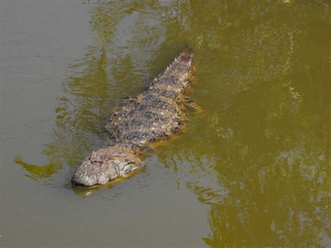 Yacar Overo Caiman Latirostris Ecoregistros