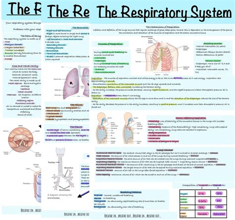 The Respiratory System Study Guide Etsy