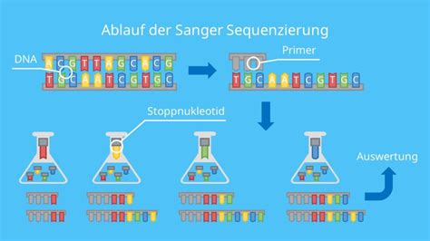 Sanger Sequenzierung Prinzip Und Ablauf Mit Video