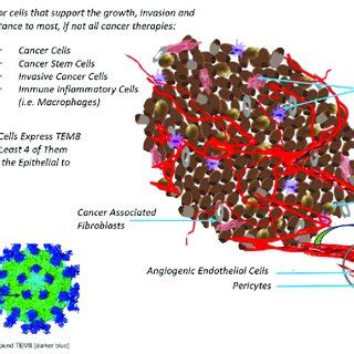 This figure demonstrates the various types of tumor cells, including ...