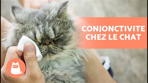 5 REMÈDES MAISON contre la CONJONCTIVITE chez les CHATS Comment