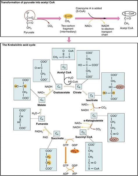 Stages Of Cellular Respiration Chart