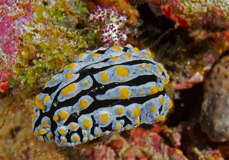 Photos of Dorid nudibranchs - Family Phyllidiidae