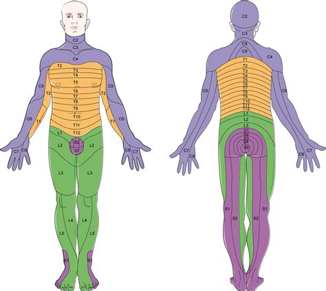 Servier Drawing Dermatomes Labels Anatomytool