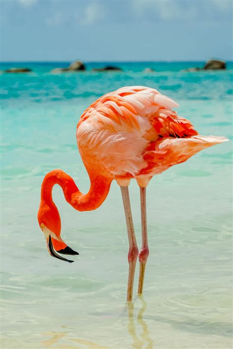 5 Things Flamingos Like to Eat (Diet & Facts)