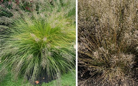 Prairie Dropseed Sporobolus Heterolepis Wisconsin Horticulture