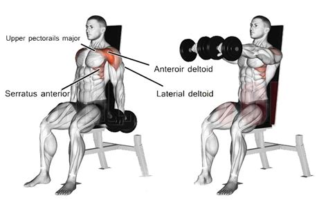 The Sitting Barbell Front Raise Barbell Front Raise