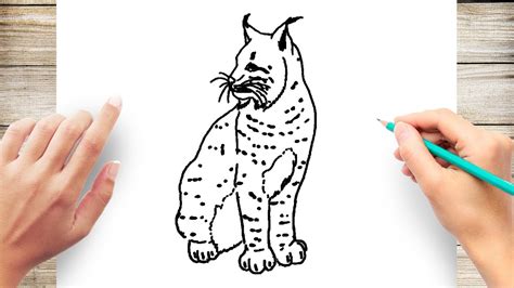 How To Draw A Lynx Youtube