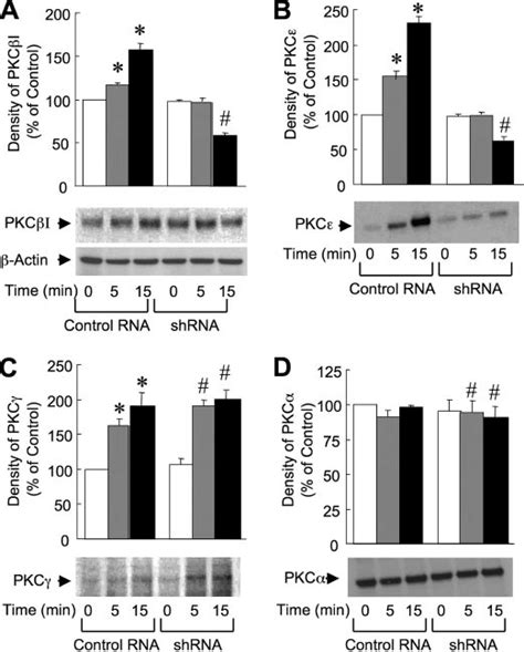 Egf Induces Membrane Translocation Of Pkci And Pkc By Plc Dependent