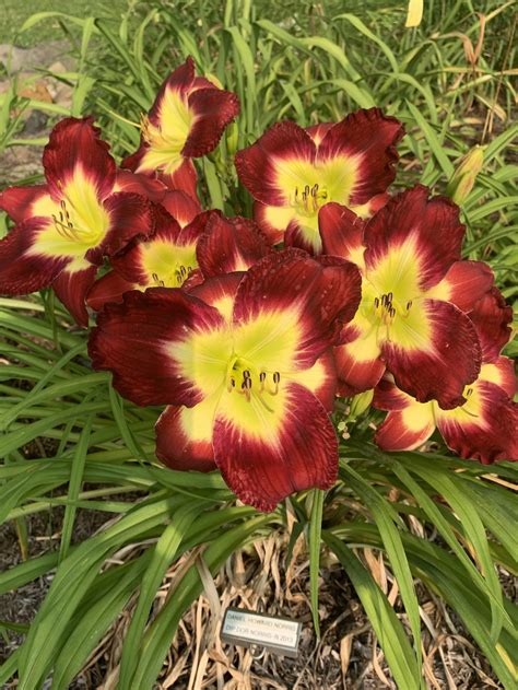 DANIEL HOWARD NORRIS — Blue Barn Daylilies