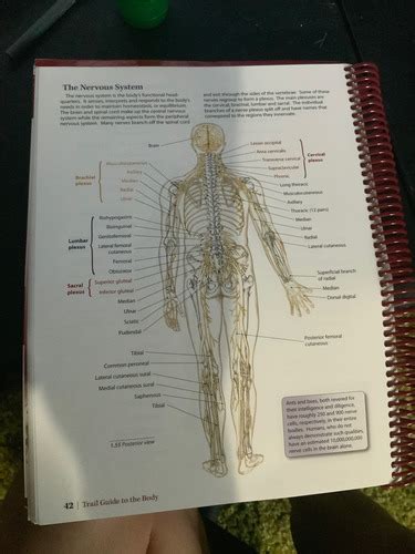 Nervous System Flashcards Quizlet