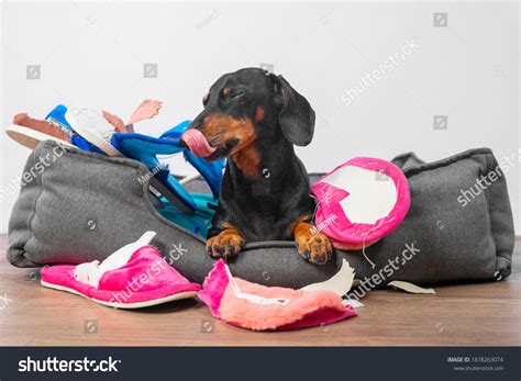 1,599 Destroyed Bed Stock Photos, Images & Photography | Shutterstock