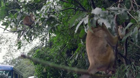 monos en árbol ramas con alimento acción monos son tratado a trata