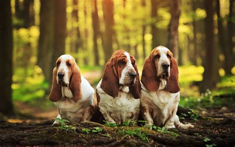 Basset Hounds Wallpapers Wallpaper Cave