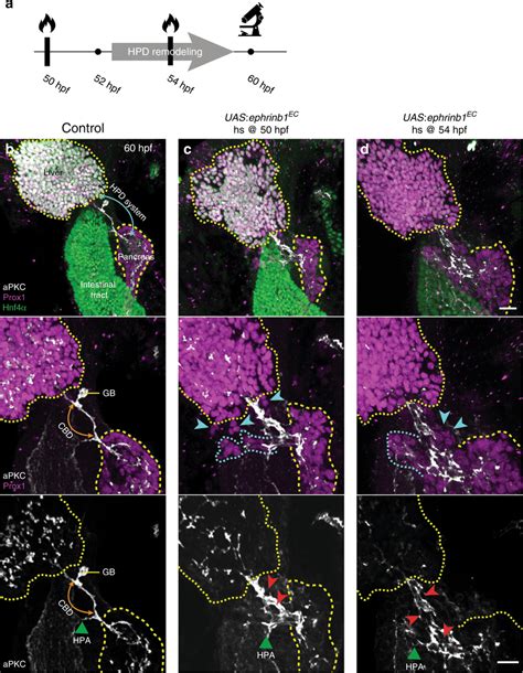 Ephb Ephrinb Signaling Controls Hpd Lumen Morphogenesis Independently