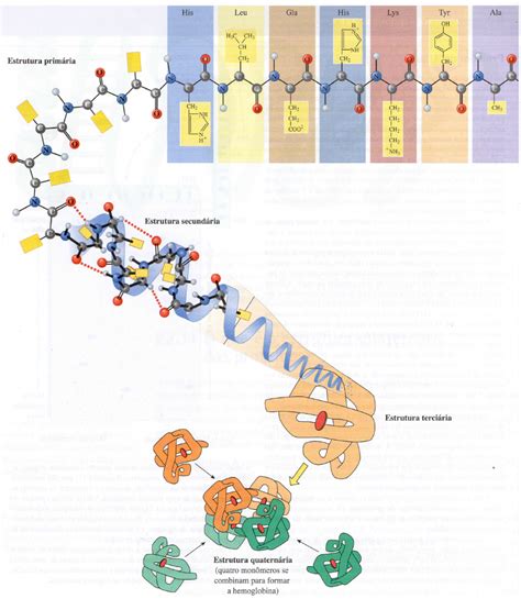 Proteinas ProteÍnas DefiniÇÕes E Conceitos