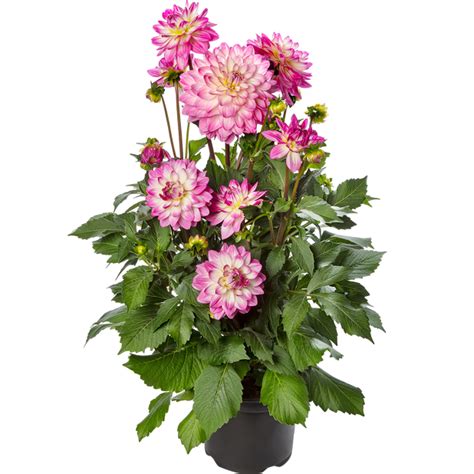 Georgine Sincerity Cm Rosa Hvite Blomster Blomster Dahlia