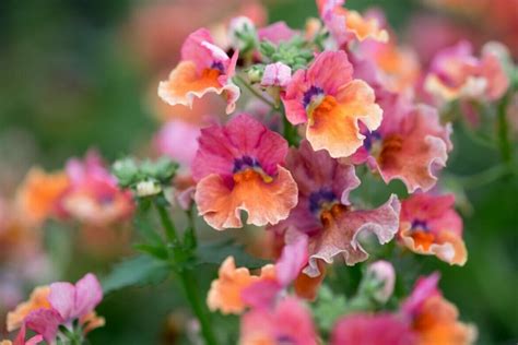 Nemesia Flower Meaning in the Language of Flowers - Petal Republic