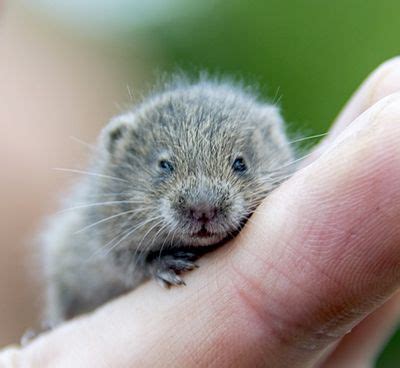 Cuánto vive un hamster Cúal es su esperanza de vida