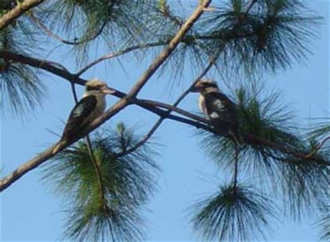 Birds and birdwatching in Australia - bird watching; kookaburra