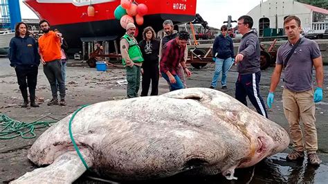 Hallaron Un Pez De Casi 3000 Kilos Es El Más Grande Conocido Hasta El