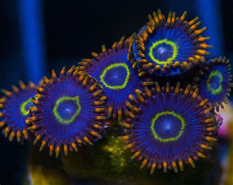 Rainbow Hornet Zoas Coral Frags Live Coral Coral