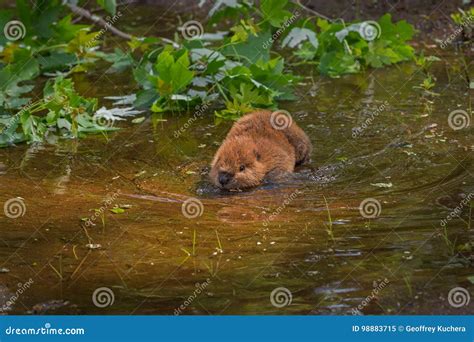 North American Beaver Castor Canadensis Kit Wades Into Water Stock