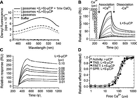 Figure From In Press Uncorrected Proof M Calpain Binds To Lipid