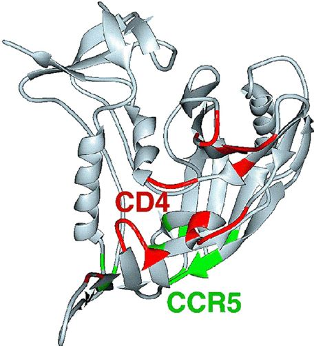 Structure of gp120 core: residues within 4 Å of CD4 (red) and important ... 