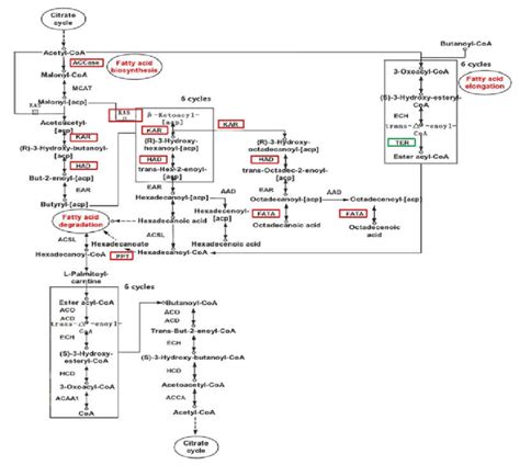 Schematic Diagram Of Fatty Acid Metabolic Pathwaysthe Red Boxes Download Scientific Diagram