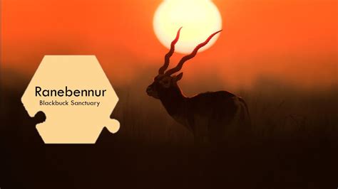 Blackbuck Sanctuary Ranebennur Haveri Youtube