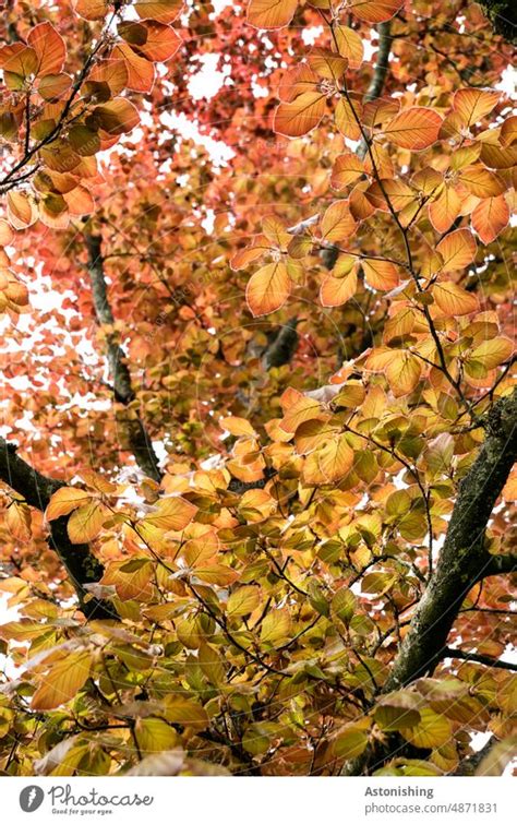 Stimmungsvoller Herbst Ein Lizenzfreies Stock Foto Von Photocase