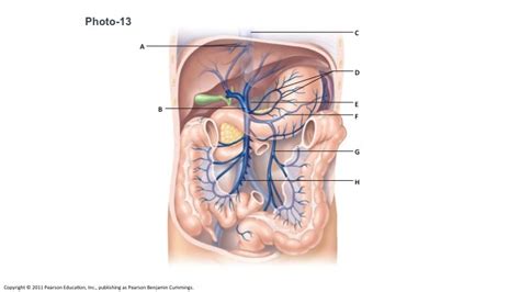 Abdomen Veins Diagram Quizlet