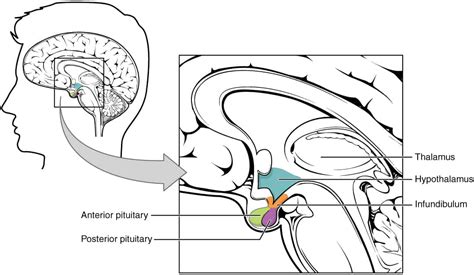 Hypothalamus Location Structure Anatomical Features And Significance