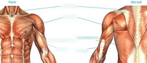 New Muscles Du Tronc Diagram Quizlet