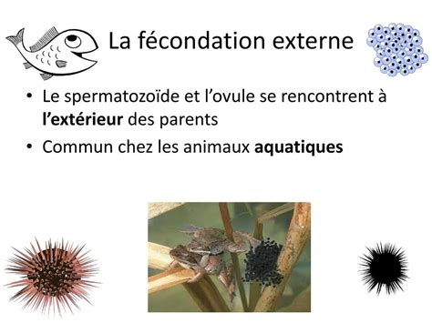 Fécondation Externe