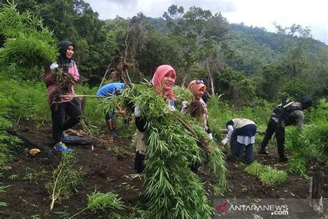 Bnn Aceh Musnahkan Empat Hektare Ladang Ganja Di Aceh Besar Antara News