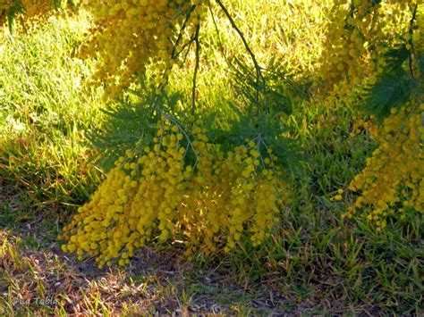 Acacia Dealbata Mimosa E Invasora