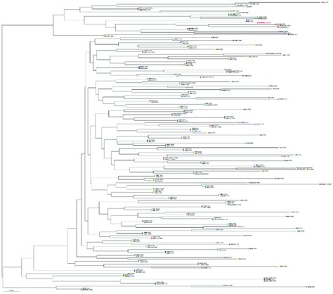 Phylogenetic Tree Of BM6001 And 195 S Pneumoniae Isolates Collected