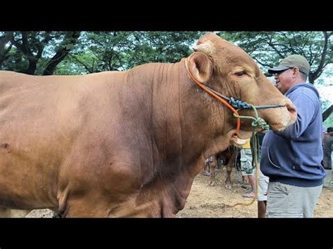 Limousin 19 Juta Nego Sapi Potong Sepi Pembeli Harga Oleng Pasar